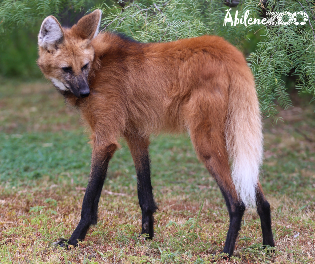 Henry Maned Wolf Abilene Zoo